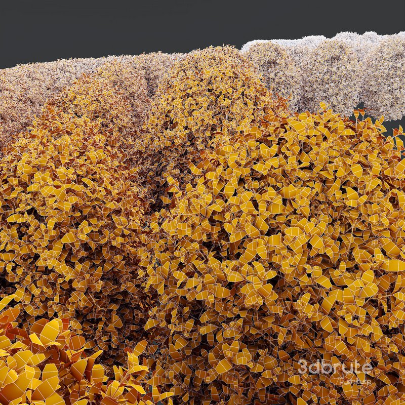 HQ Plants Ligustrum Ovalifolium Argenteum Aureum Hedge Image 3