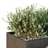 Tree and bush garden box outdoor VOL 55 - Thumbnail 4
