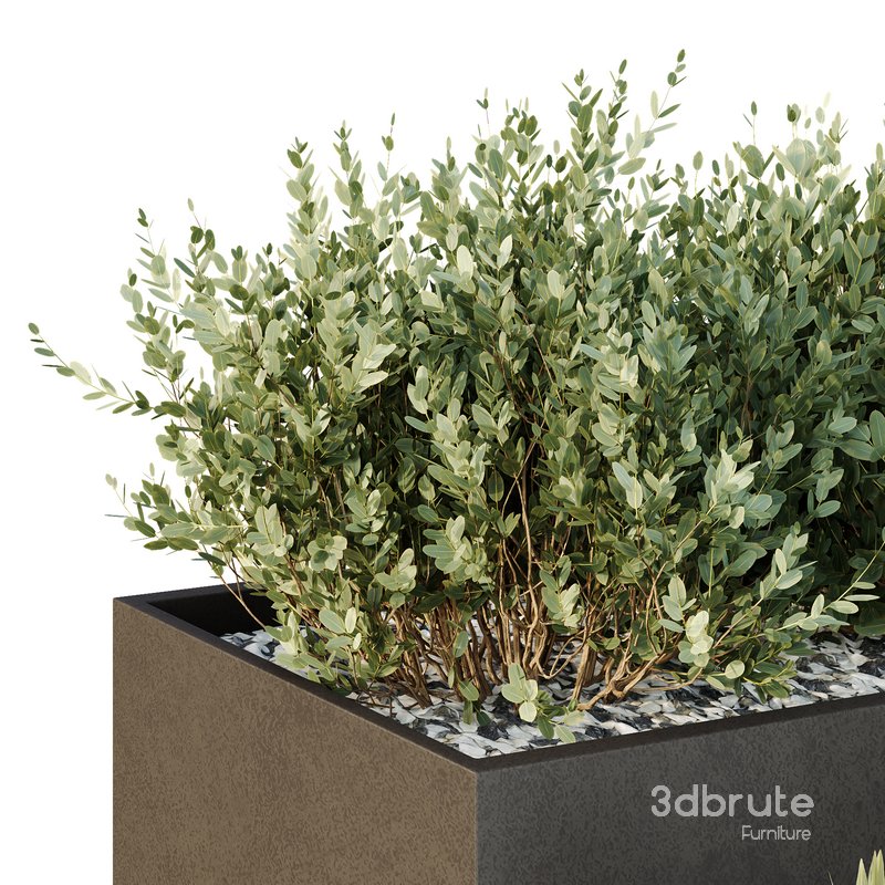 Tree and bush garden box outdoor VOL 55 Image 4