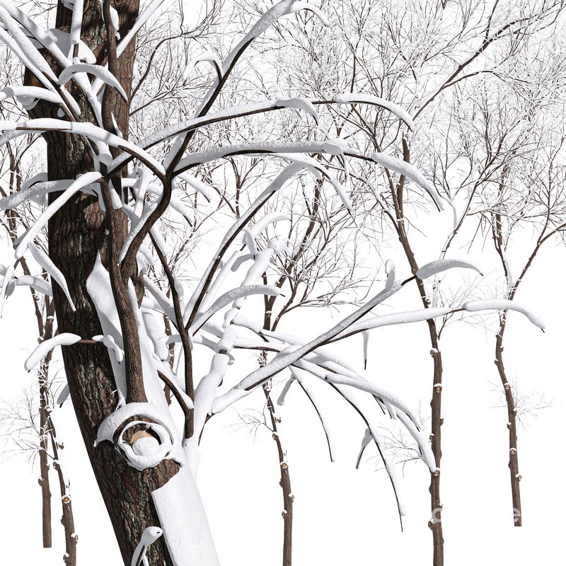 Ulmus changii and Acer Saccharinum Winter snow trees Image 4