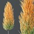Maple Sapindaceae and Acer Saccharinum Fall trees - Thumbnail 5