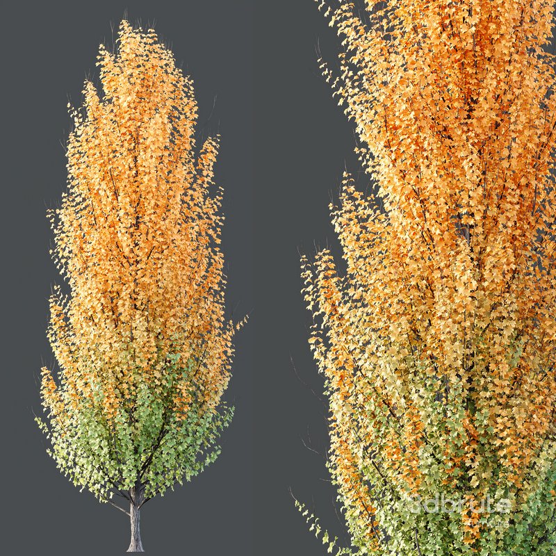 Maple Sapindaceae and Acer Saccharinum Fall trees Image 5