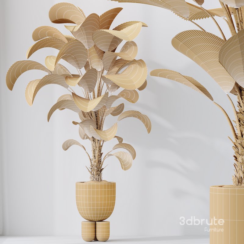 HousePlants Licuala Grandis Ruffled Fan Palm Set02 Image 5