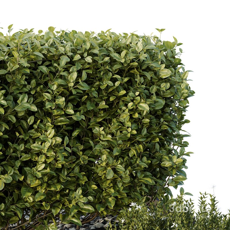 HQ Tree and bush garden box outdoor VOL 49 Image 5