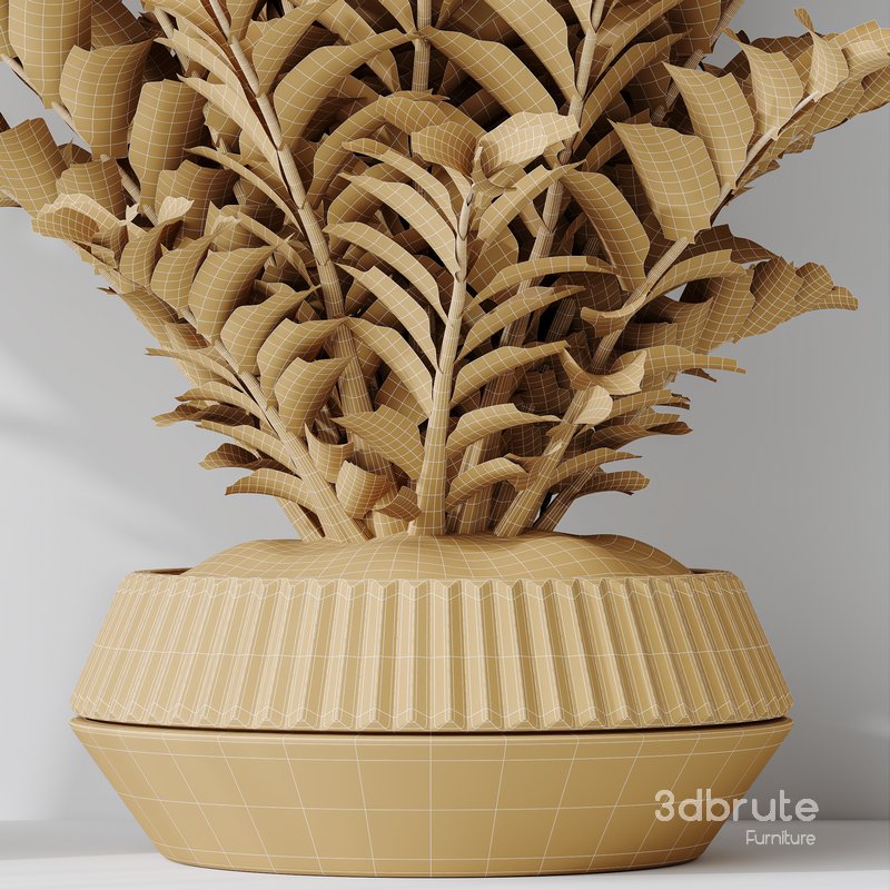 HousePlants ZZ Zamioculcas Zamiifolia Araceae Set02 Image 5