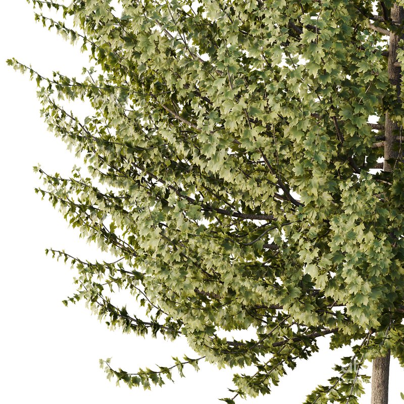 HQ Tree and bush garden box outdoor VOL 50 Image 5