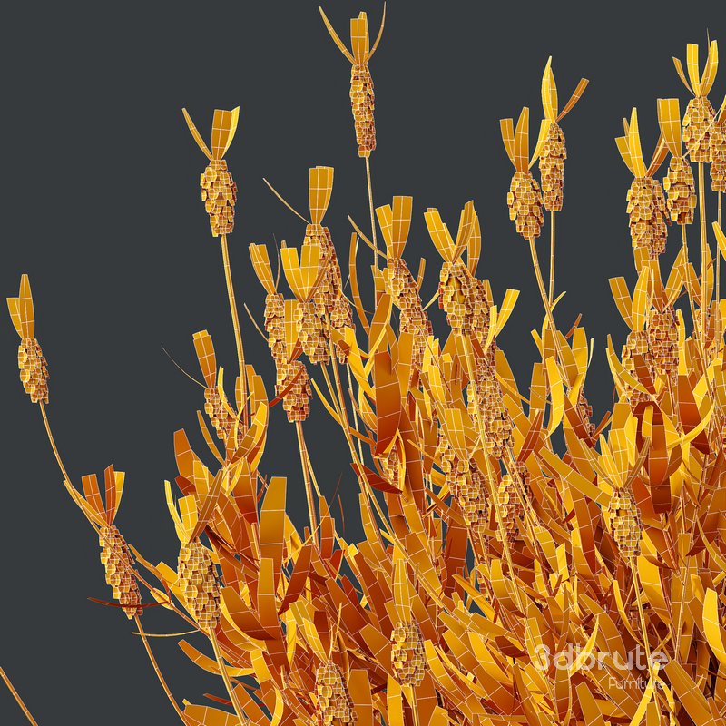 Plants Lavandula Pedunculata Atlantica Stoechas Subpedunculata Image 5