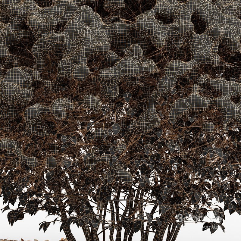 Dwarf Yaupon Holly Box Spherical Cone Winter 02 Image 5