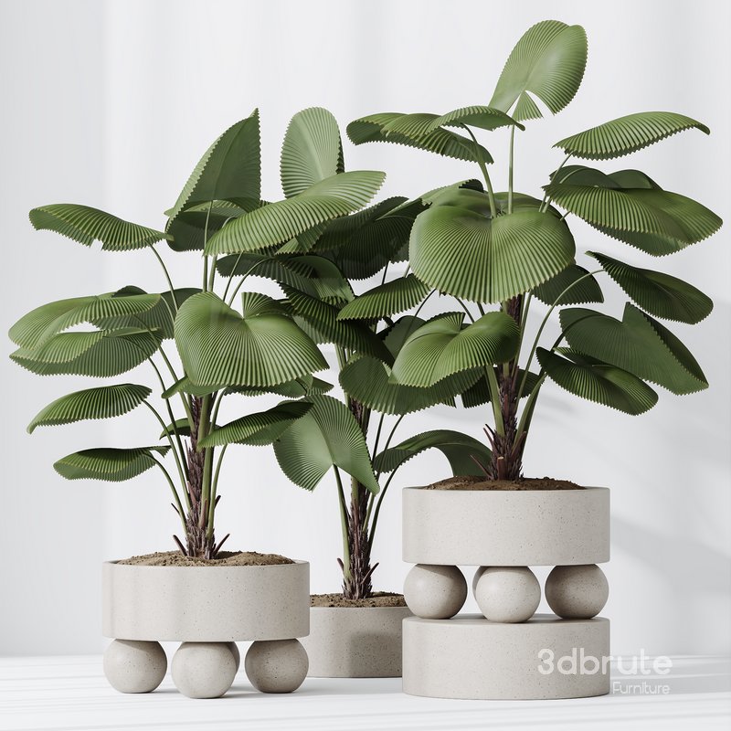 HQ HousePlants Licuala Grandis Ruffled Fan Palm Image 5