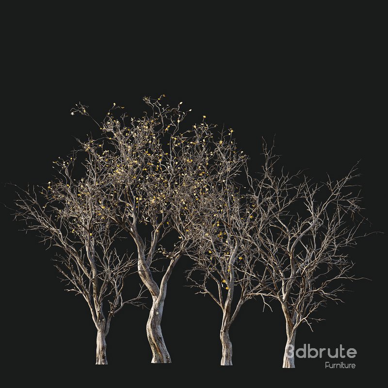 Dry Or Dead Tree 01 Image 5