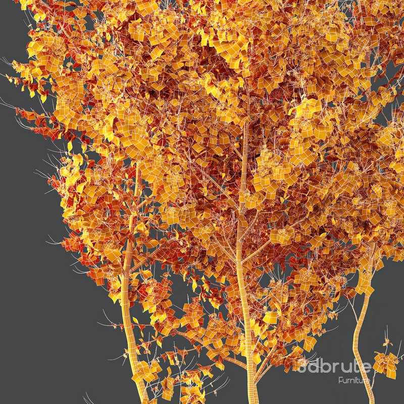 Plants Acer X freemanii Freeman Maple Sapindaceae Autumn Blaze Image 5