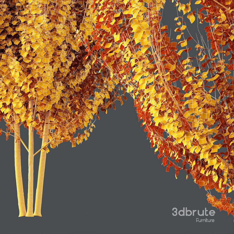 Plants Acer X_freemanii Freeman Maple Sapindaceae Autumn Blaze Set02 Image 5