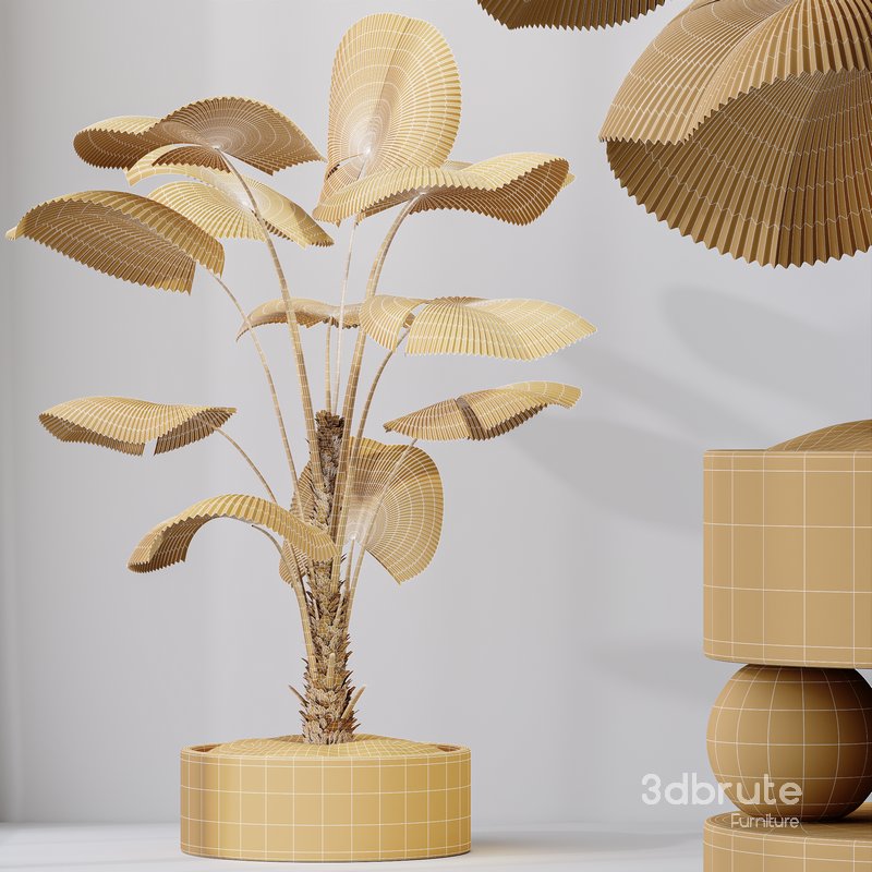 HQ HousePlants Licuala Grandis Ruffled Fan Palm Image 6