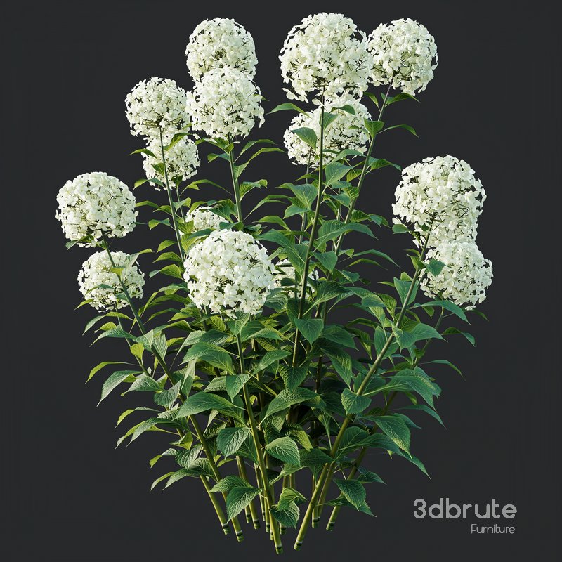 HQ Plants Smooth Wild Hydrangea Arborescens Annabelle Image 5
