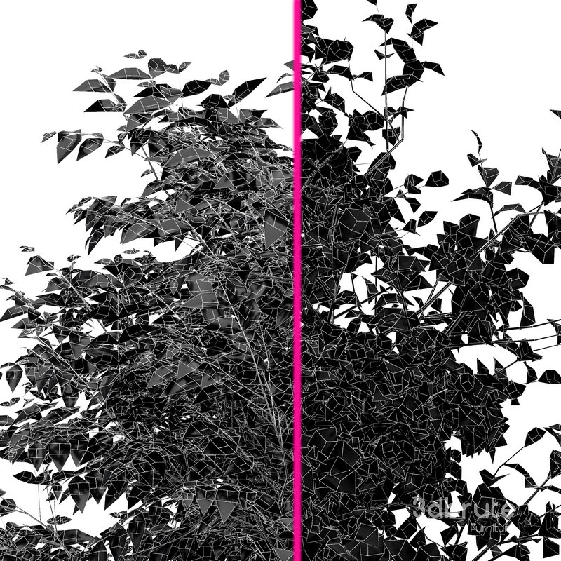 Sweet chestnut and Bush Leaf Image 7