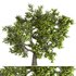 tree 05 - Thumbnail 1