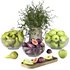 fruit set - Thumbnail 1
