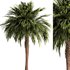 Palm tree3 - Thumbnail 1