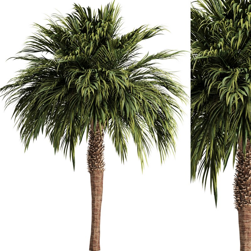 Palm tree3 Image 1