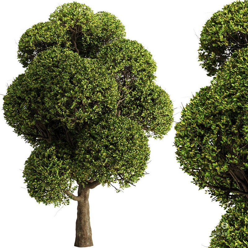 spherical tree2 Image 1