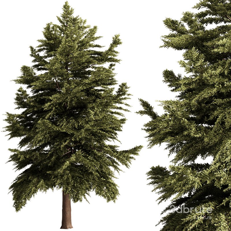 Pine Tree Conifer Image 1