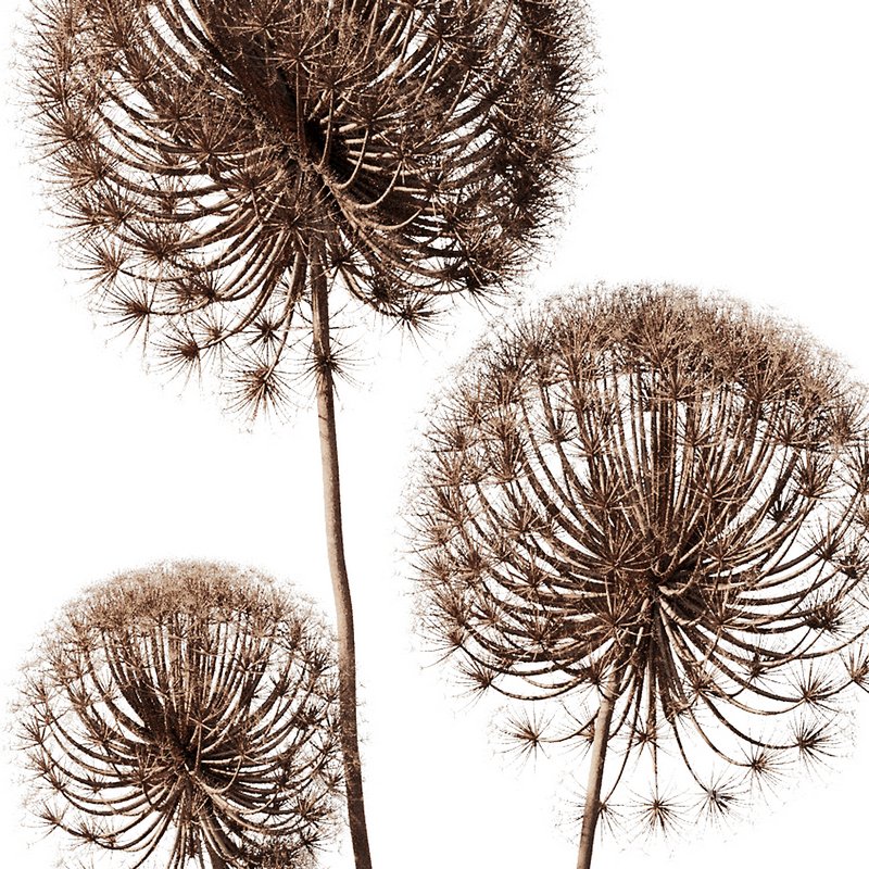 Dry Branches Bouquet28 Image 2