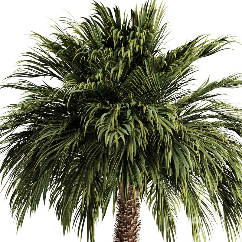 Palm tree3 Image 2