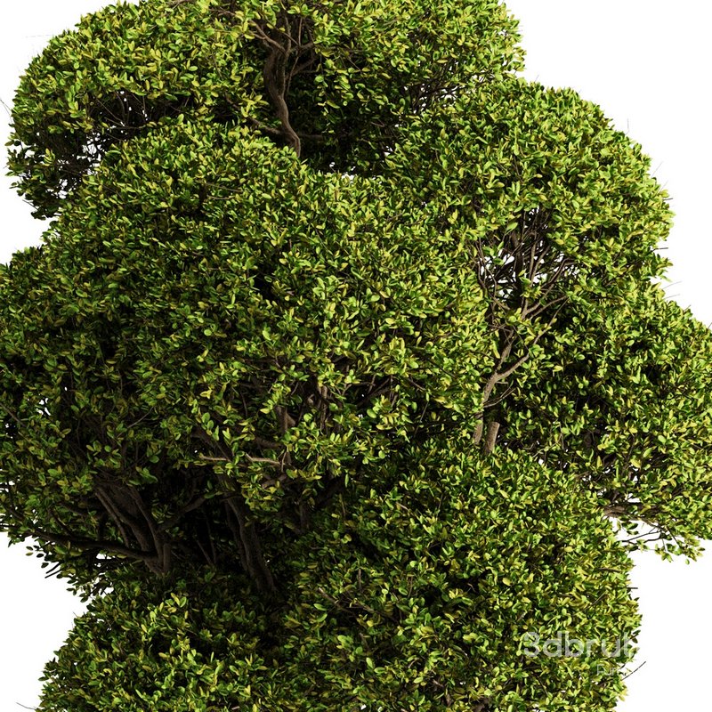 spherical tree2 Image 2