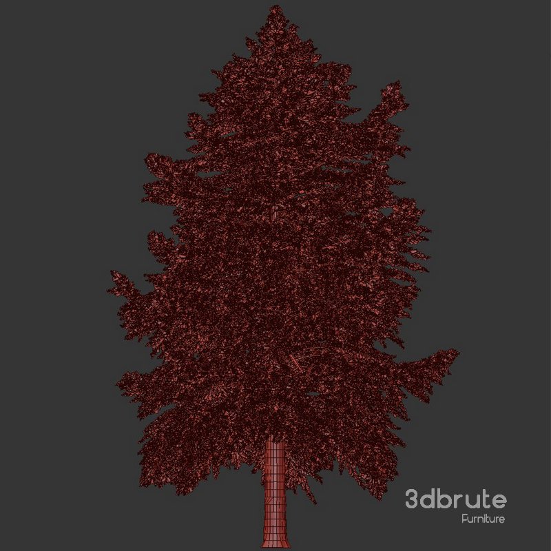 Pine Tree Conifer Image 3