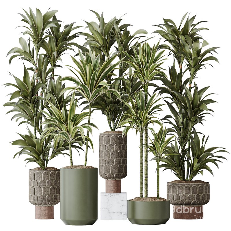 Dracaena Warneckii Lemon Lime Cane Dragon Image 1