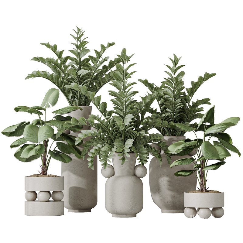 Licuala Grandis Ruffled and Zamioculcas Zamiifolia Image 1