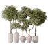 Artificial Olivo Olea Tree Indoor Vase - Thumbnail 1