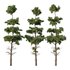 Chamaecyparis thyoides Tree02 - Thumbnail 1