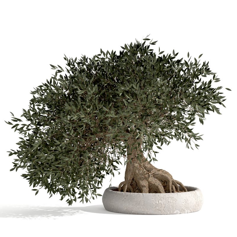 bonsai indoor plant set 03 3D model Image 1