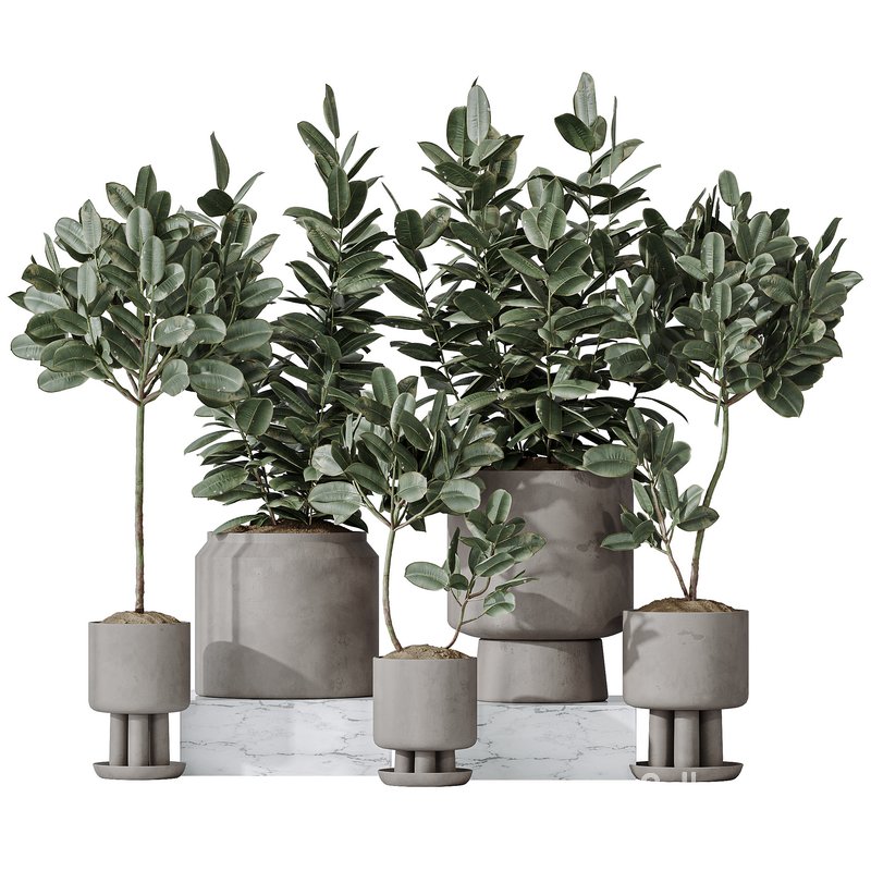 Rubber Ficus Elastica Abidjan Melany vases Image 1