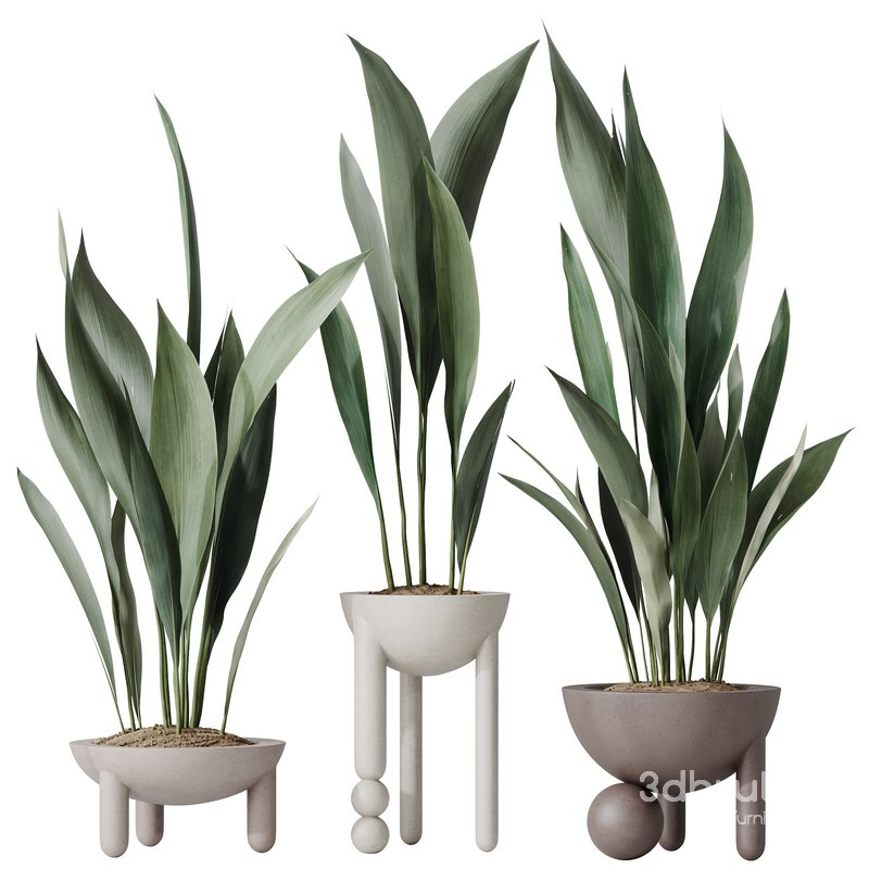 HQ HousePlants Aspidistra Elatior Cast iron Plant Image 1
