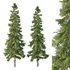 Alaska cedar Tree02 - Thumbnail 1