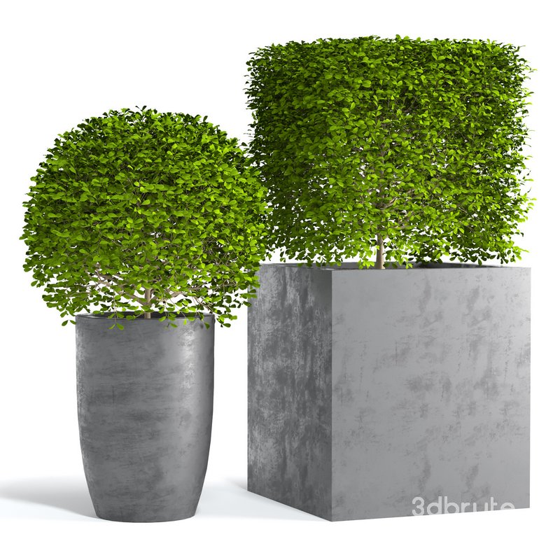 Potted Topiary Buxus 01 Image 1