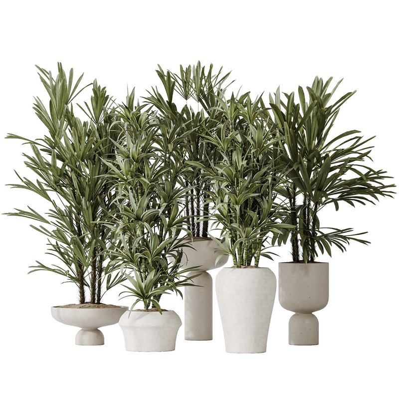 Dracaena Warneckii Lemon and Rhapis Excelsa vases Image 1