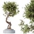 HousePlants Ficus Retusa Microcarpa Bonsai Ginseng03 - Thumbnail 1