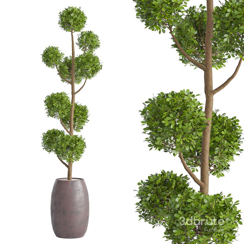 Junipers in sepia Duo ceramic planters Image 1