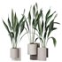 HQ HousePlants Aspidistra Elatior Cast iron Plant Set02 - Thumbnail 1