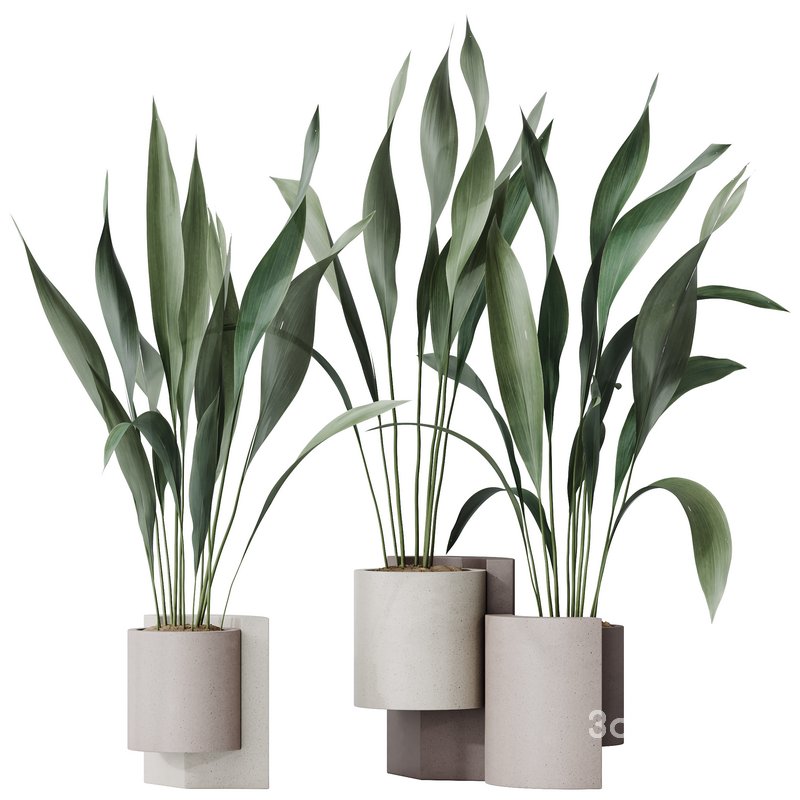 HQ HousePlants Aspidistra Elatior Cast iron Plant Set02 Image 1