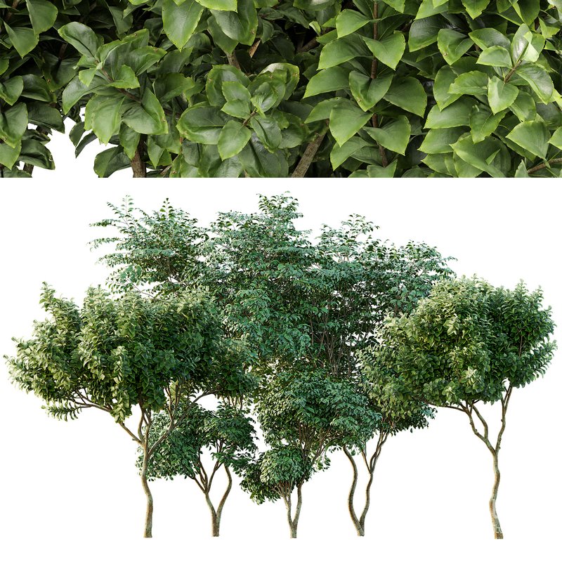 Joy Perfume Orange and Cherry Leaf Image 1