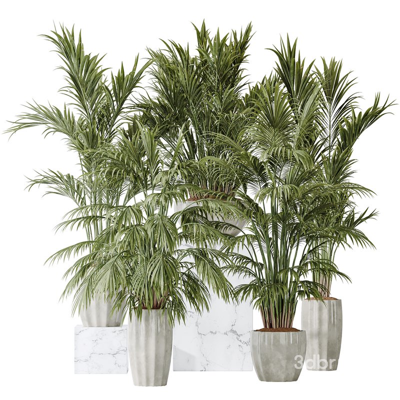 Areca Majesty Cat Reed Palm vases Image 3