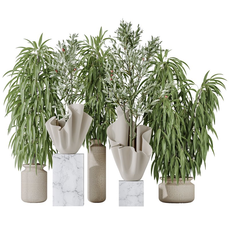 Maclellandii Braid and Mission Olive Tree Indoor Vase Image 1