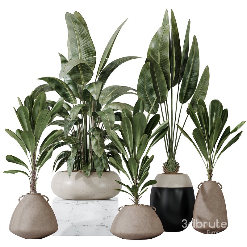 Licuala Grandis Ruffled Fan Palm Image 1