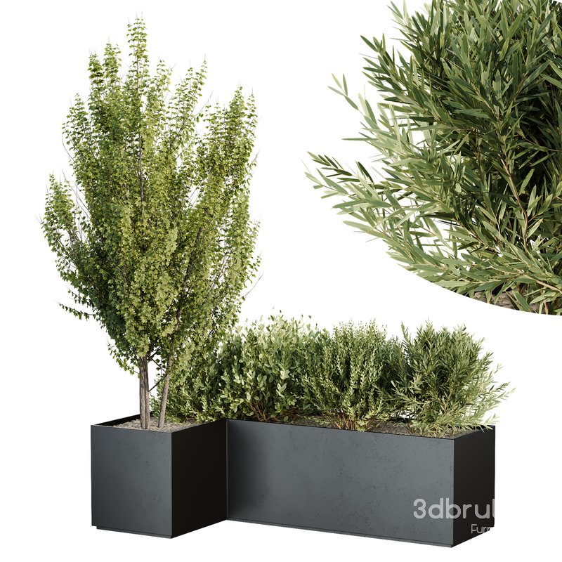 HQ Tree and bush garden box outdoor VOL 57 Image 3