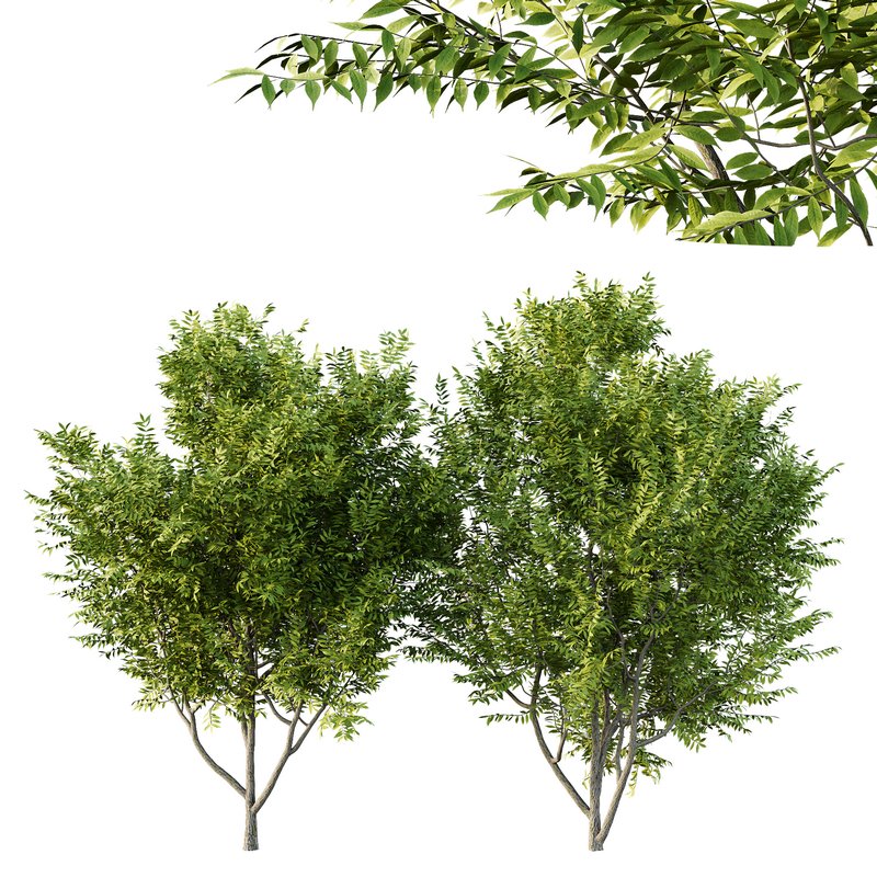 Manchurian Ash Tree01 Image 1