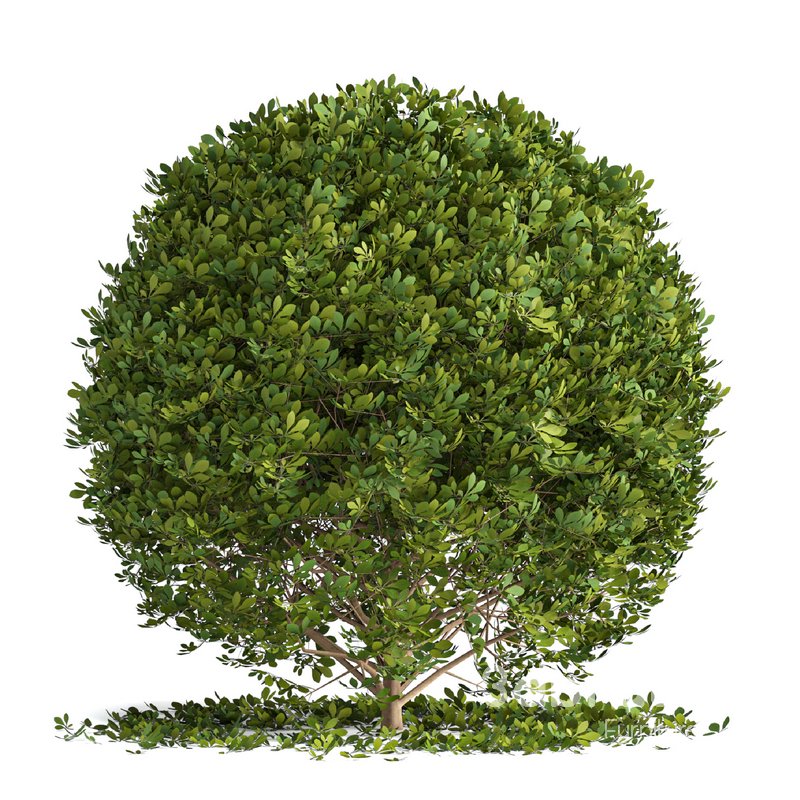 Boxwood ball Image 1